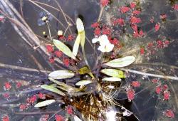 Sagittaria subulata. A whole plant with floating leaves and flowers.
 Image: P. Champion © NIWA 2020 All rights reserved